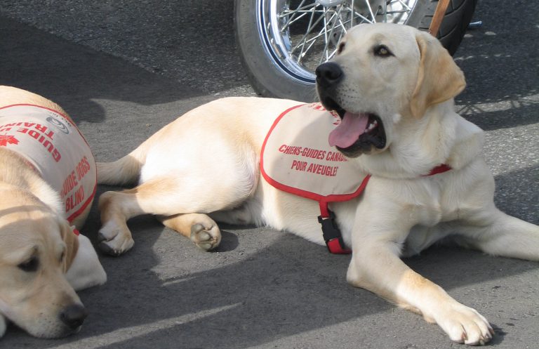 Guide Dogs motorcycle ride to go this weekend