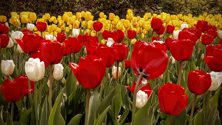 Spencerville Mill asking residents to come plant tulips this Friday and Saturday