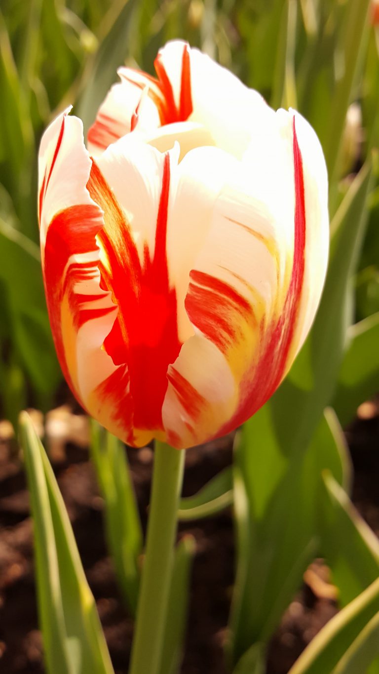 Exclusive tulips to celebrate Canada’s 150th expected to flower next spring in Rotary Park