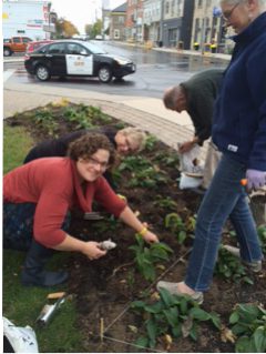Photo Credit: Doreen Hill - Horticultural Society planting tulips in Rotary Park