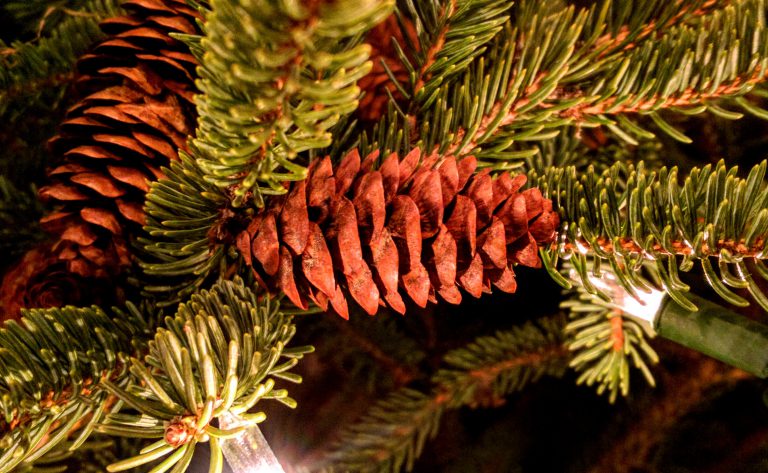 20th Annual North Dundas Parade of Lights runs Saturday