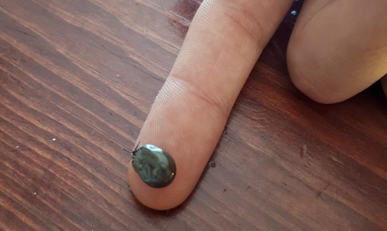 Health Unit Encouraging Residents To Be Tick Smart