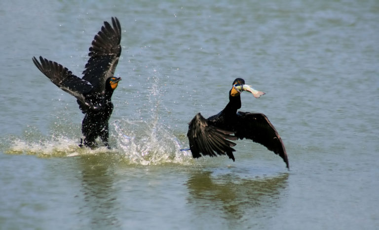 Double Crested Cormorant Harvest To Take Place This September