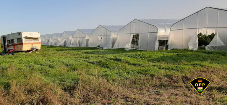 Over 1700 cannabis plants seized in South Dundas