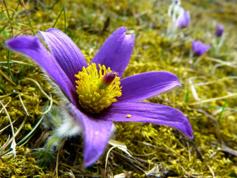 North Grenville joins province-wide “Communities in Bloom” project