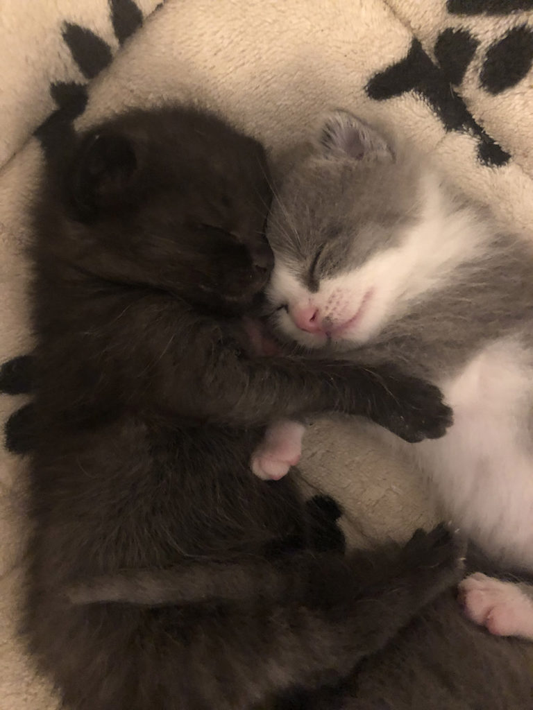 SPCA Looking for Foster Volunteers For Newborn Pets