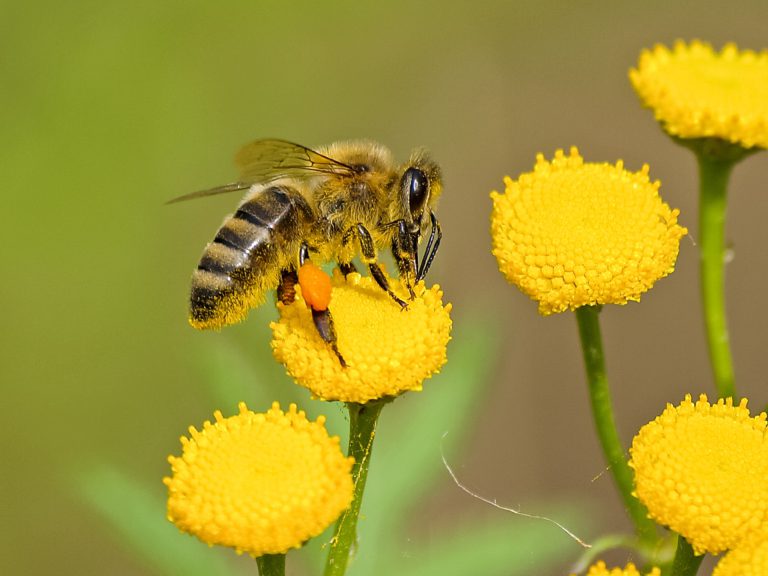 Local Beekeeper: Leave The Dandelions Alone