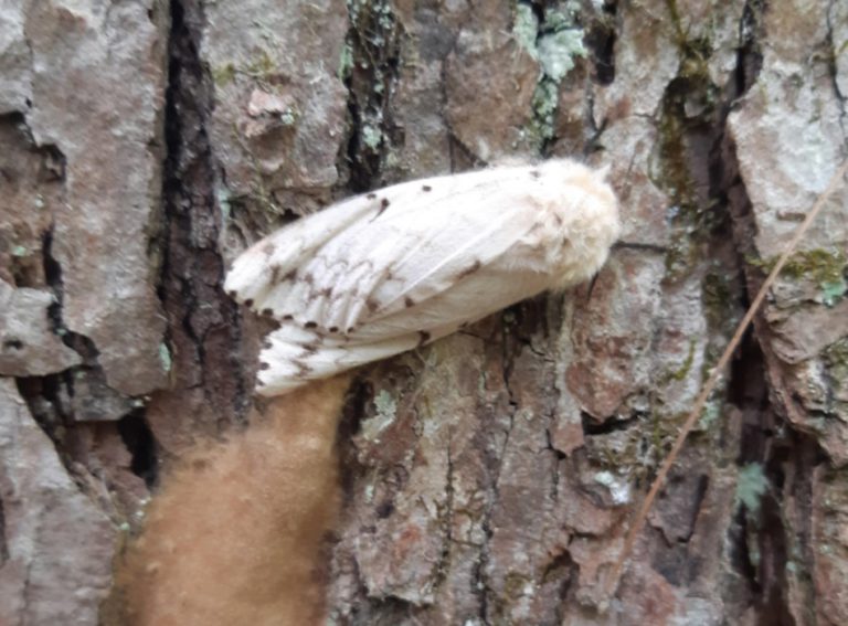 MNRF shares methods for combating gypsy moths as populations boom