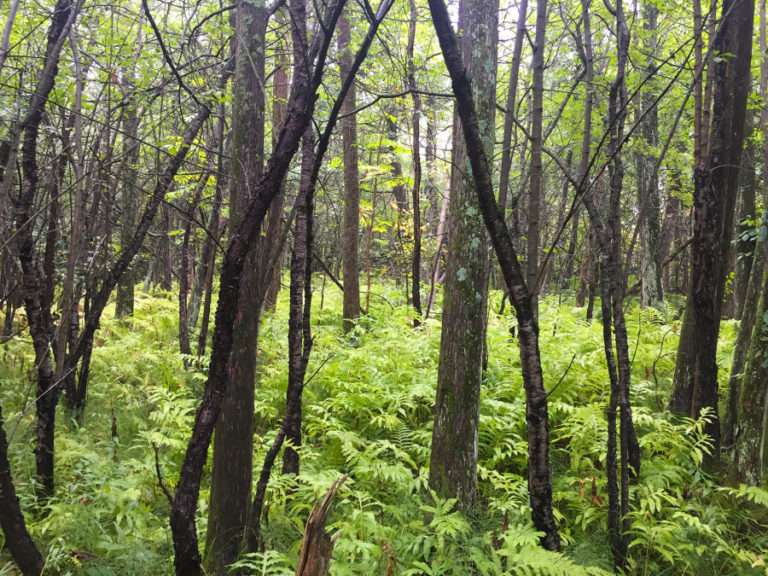 Local Students Encouraged To Plant A Tree For Their Teacher