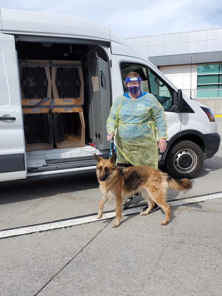 Four U.S. Dogs Being Rehomed Through Leeds & Grenville Animal Centre