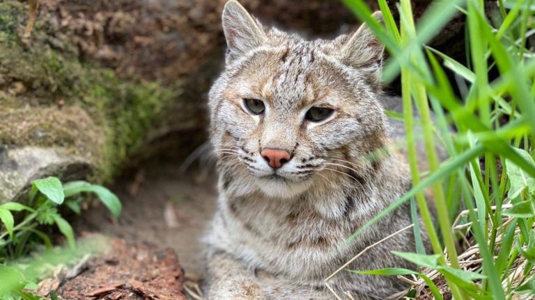 Missing Bobcat Found Following 10-Day Search