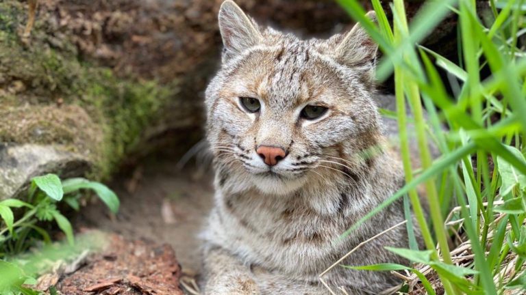 Saunders Country Zoo Searching For Missing Bobcat