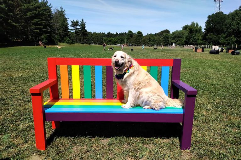 Pride Bench Added To Ferguson Forest Centre Dog Park