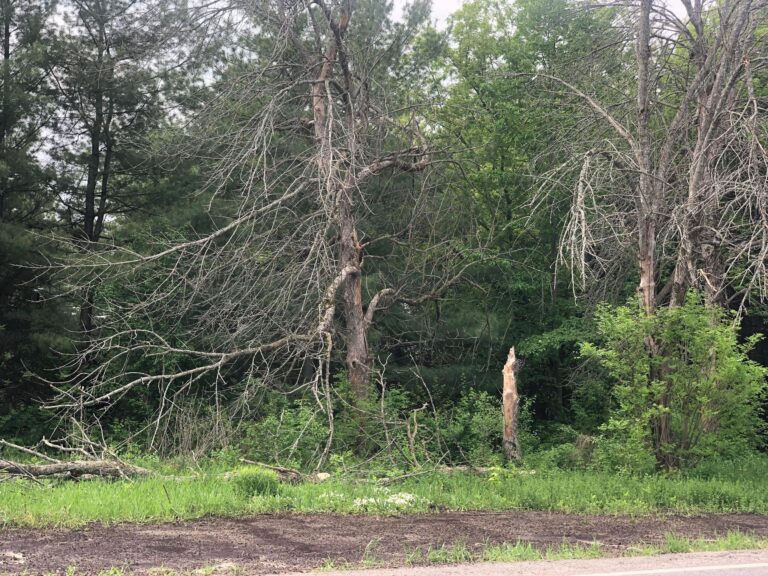 Oxford Mill Waste Transfer Station accepting some storm debris for free until June 5th