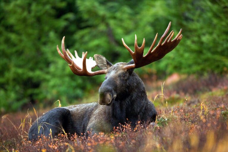 Applications open for second allocation of moose hunting tags