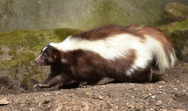 Rabies bait drop begins August 7th in Leeds and Grenville