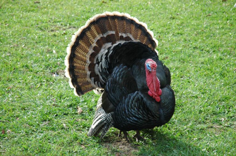 Deadline for wild turkey reports upcoming