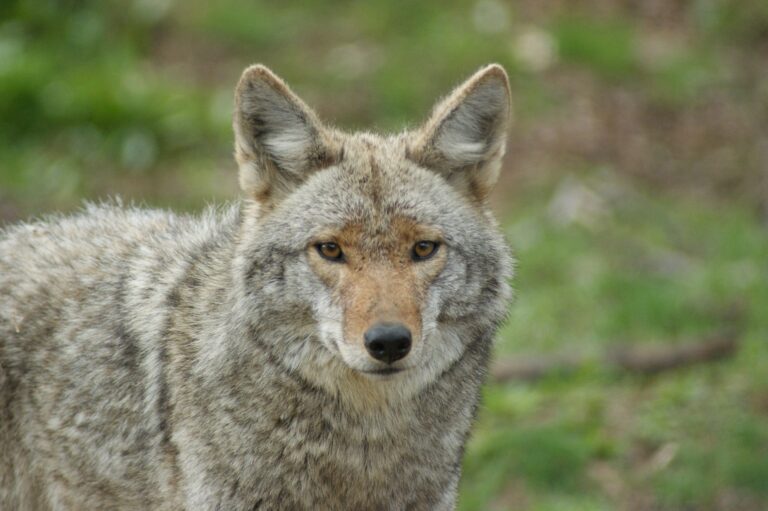 Municipality of North Grenville offering safety advice amid coyote sightings