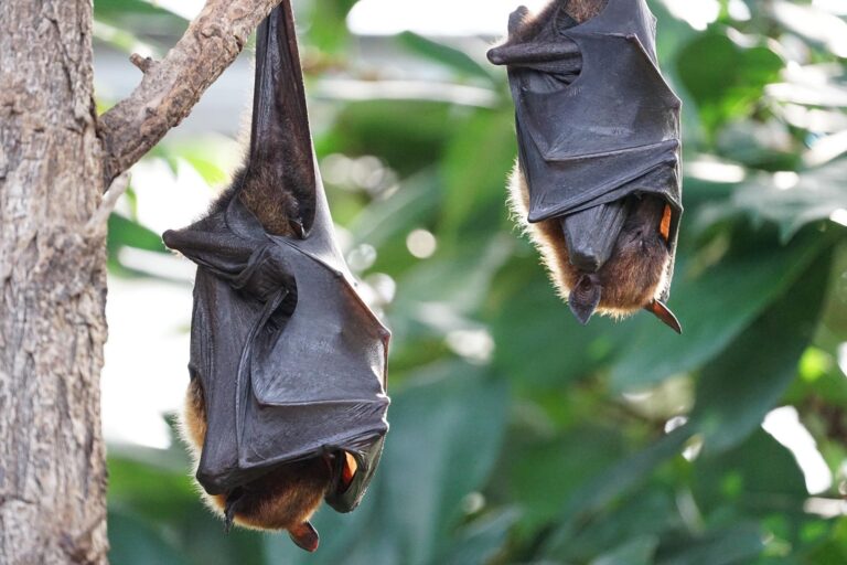 Health Unit offers safety advice for bat encounters