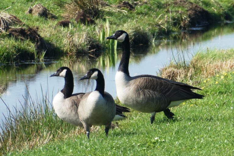 Migratory Game Bird Hunting Permits now available for 2022-23 season