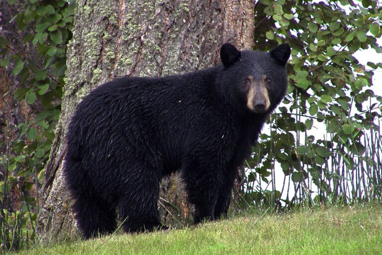 Ontario Fish and Wildlife calling for submission of bear teeth for study