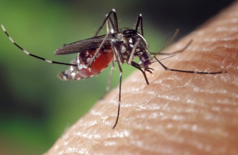 Health Unit: mosquitos, West Nile virus still a threat