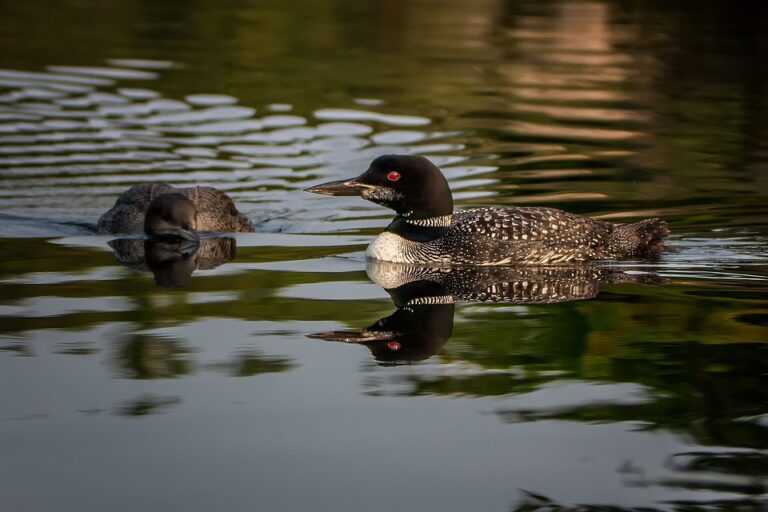 Loon populations facing “death by a thousand cuts”