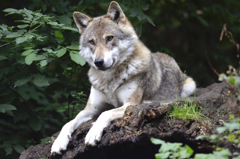 Two wolves sighted at Ferguson Forest Centre