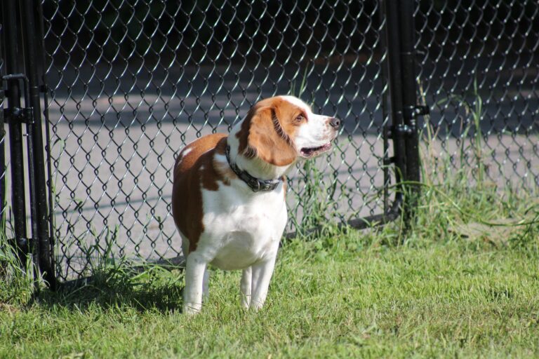 Health Unit pausing low-cost rabies clinics this fall