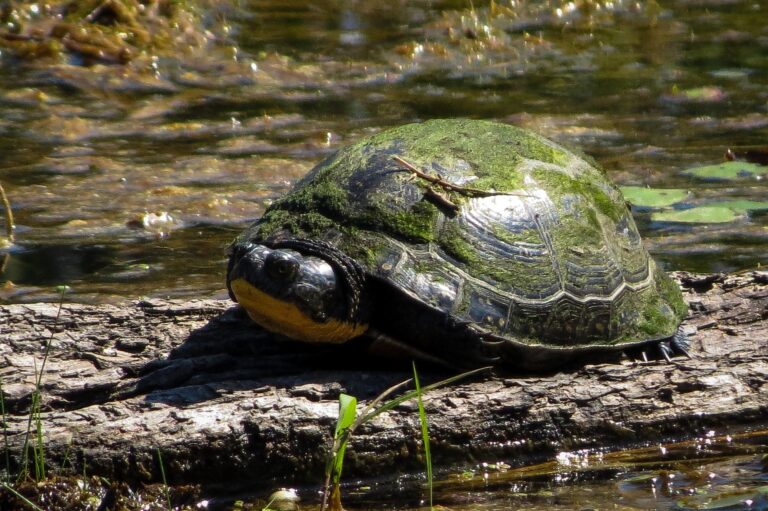 South Nation Conservation: keep an eye out for turtles